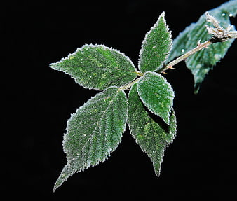 Frosted Green Leaves on Black Background