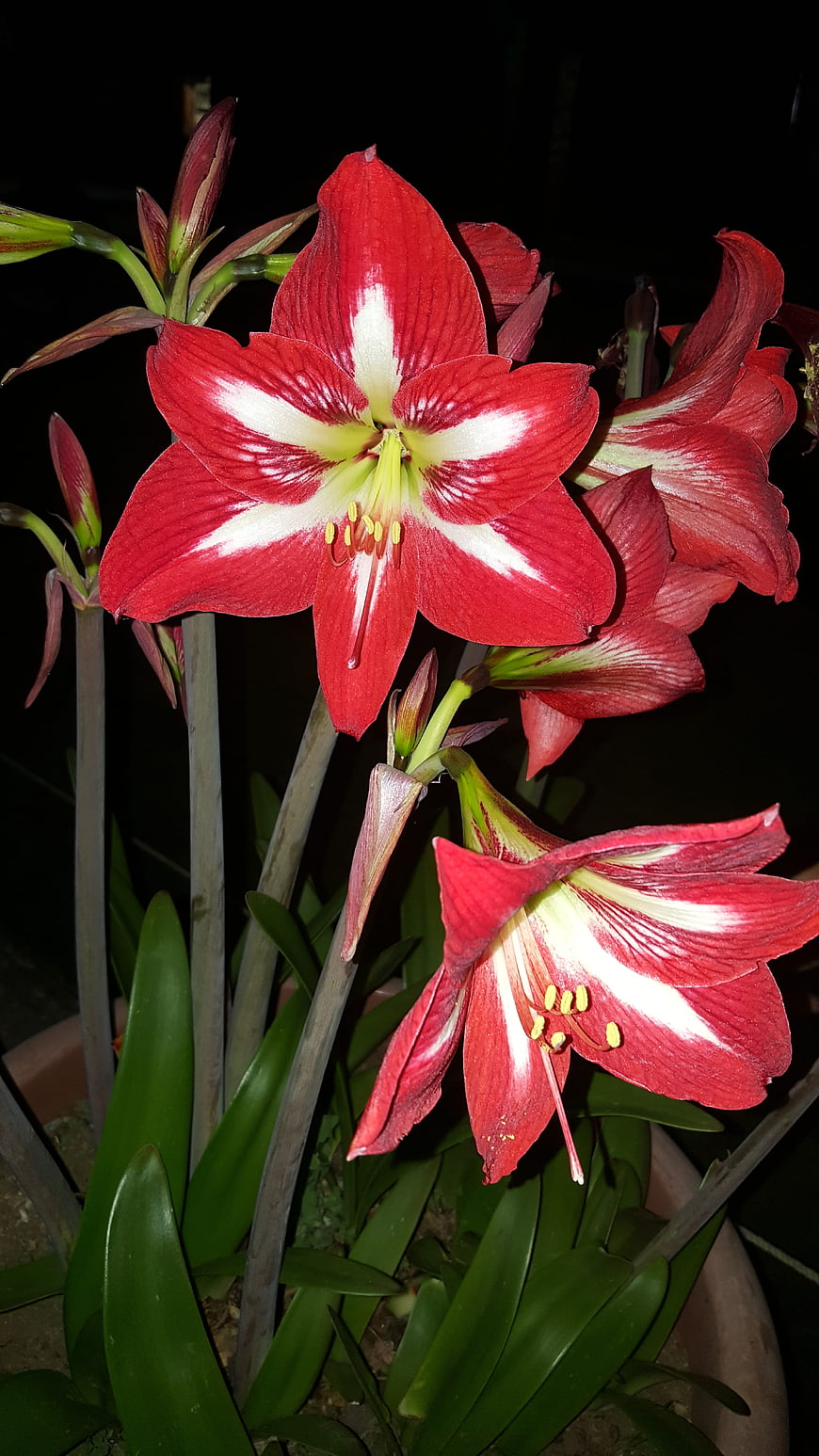 Vibrant Red Amaryllis Flowers with White Stripes