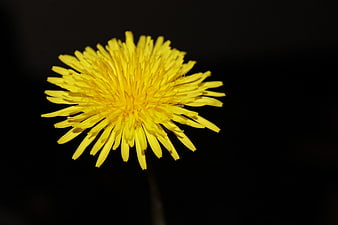 Close-up of Yellow Dandelion on Black Background
