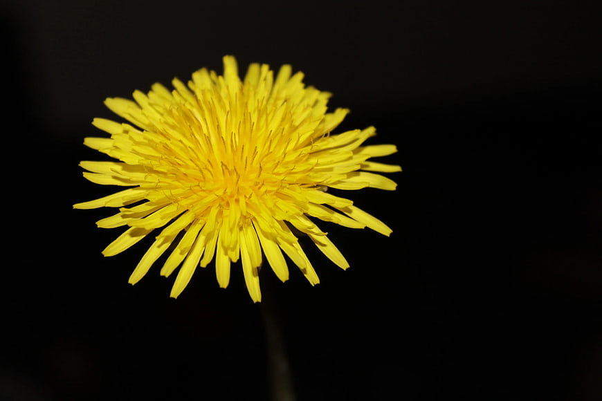 Close-up of Yellow Dandelion on Black Background