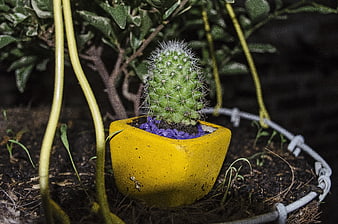 Small Cactus in Yellow Pot with Purple Gravel at Night