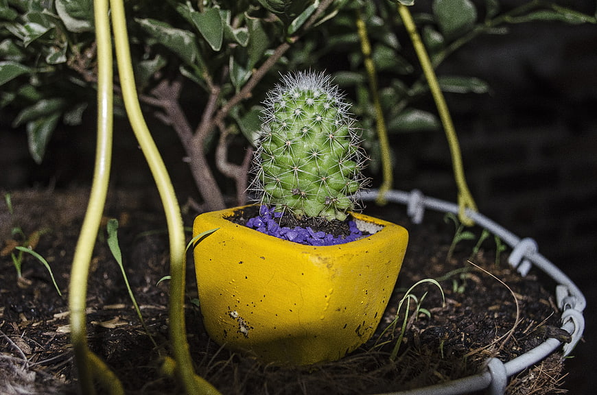 Small Cactus in Yellow Pot with Purple Gravel at Night