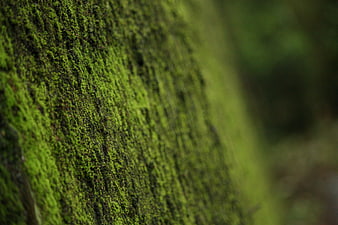 Close-up of vibrant green moss on tree bark texture