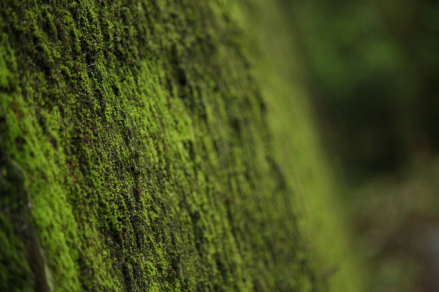 Close-up of vibrant green moss on tree bark texture