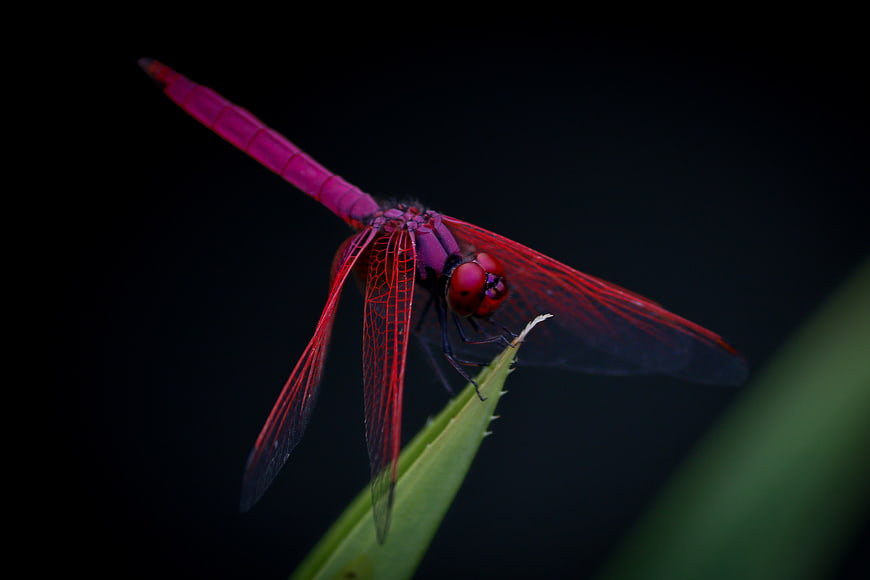 Vibrant Red Dragonfly Perched on Green Leaf