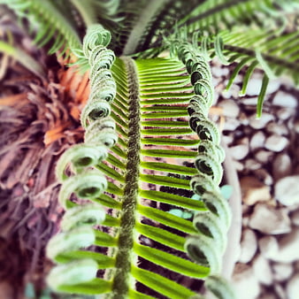 Close-up of Unfurling Fern Frond with Pebble Background