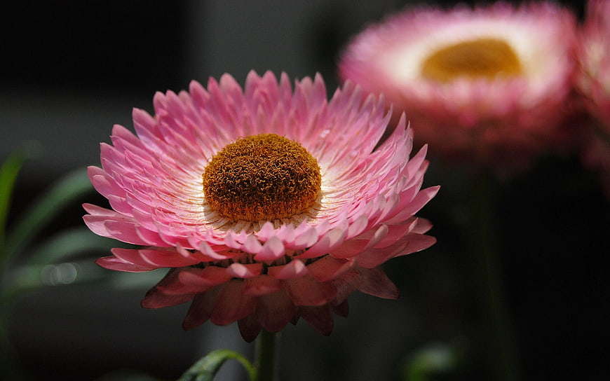 Close-up of Pink and White Striped Flower with Brown Center