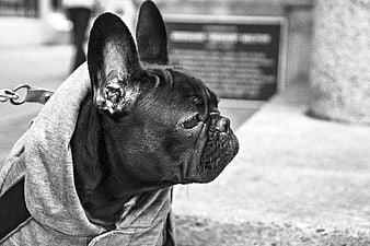 Black French Bulldog in Hoodie on Leash