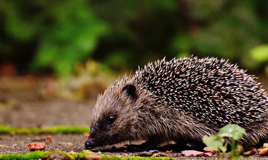 Close-up of a Hedgehog Foraging on Mossy Ground
