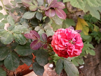 Vibrant Pink Rose Bloom in Garden