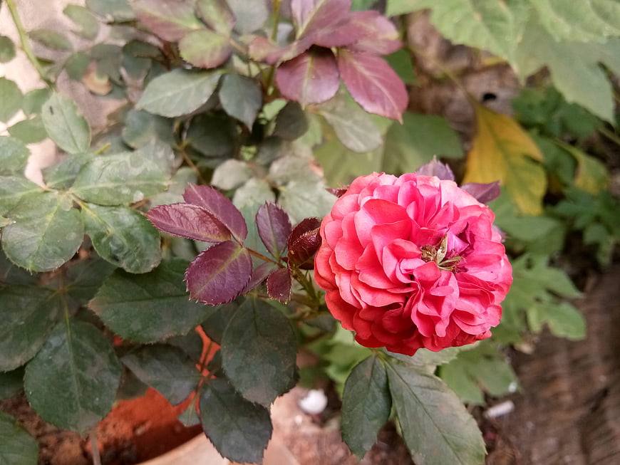 Vibrant Pink Rose Bloom in Garden