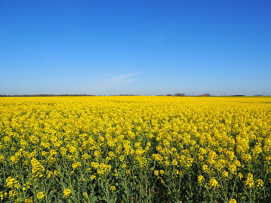 Vibrant yellow rapeseed field under clear blue sky