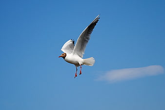 Black-headed Gull Flying in Blue Sky