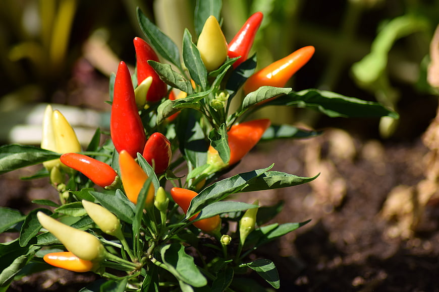 Colorful chili peppers growing on a garden plant