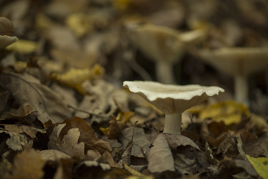 Close-up of white mushroom in autumn forest leaves