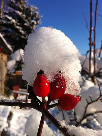 Red Rose Hips Covered in Snow on a Sunny Winter Day