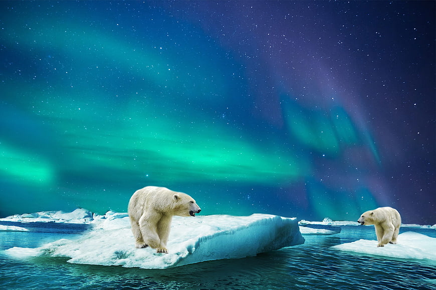Two Polar Bears on Iceberg Under Northern Lights
