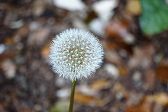 Close-up of a white dandelion seed head in autumn