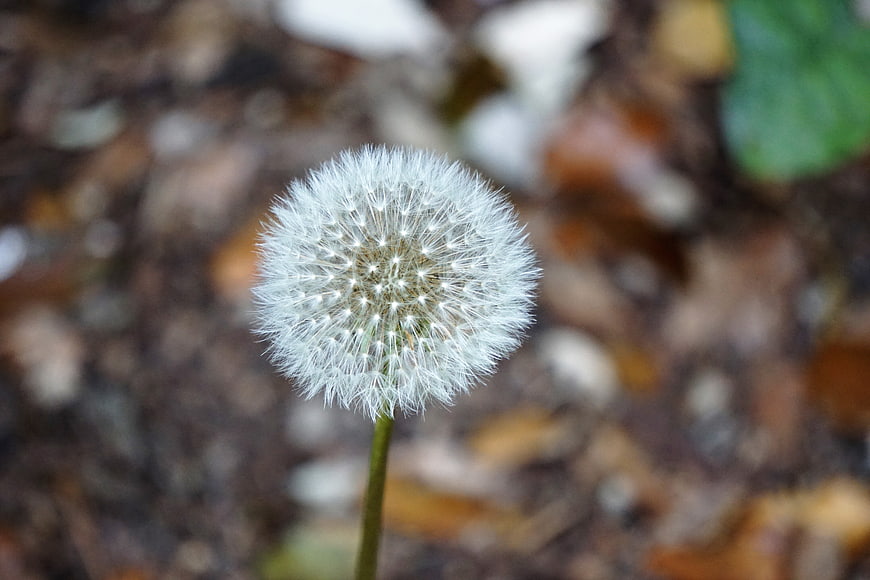 Close-up of a white dandelion seed head in autumn