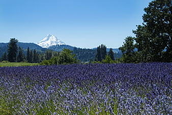 Vibrant Lavender Field with Snow-Capped Mountain Background