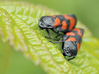 Macro of Two Black and Orange Spotted Lanternflies on Green Leaf