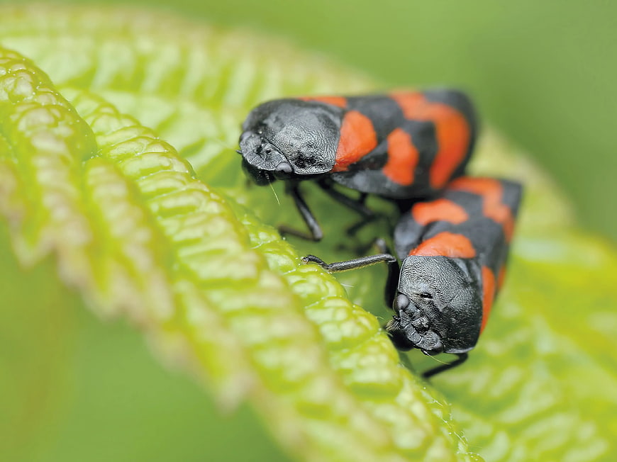 Macro of Two Black and Orange Spotted Lanternflies on Green Leaf