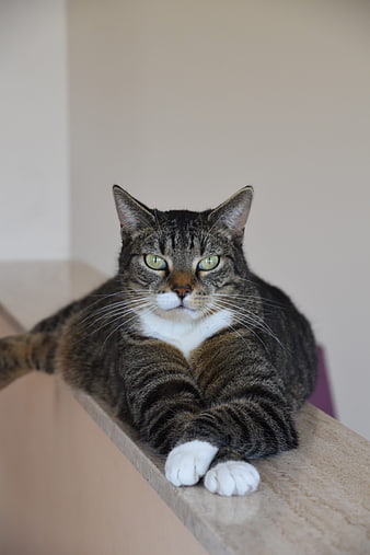 Tabby cat with white paws resting on a ledge