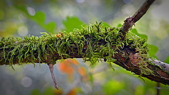 Close-up of vibrant green moss on a tree branch