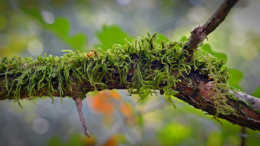 Close-up of vibrant green moss on a tree branch