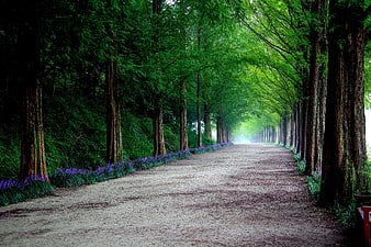 Scenic tree-lined road with purple flowers in Korea