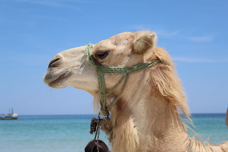 Close-up of beige camel head with green rope halter on beach