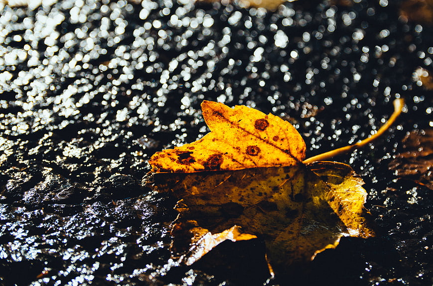 Yellow autumn leaf floating on dark rippling water