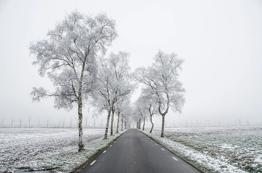 Frosty Winter Road Lined with Snow-Covered Trees