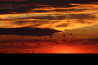 Silhouetted Birds Flying Against Vibrant Orange Sunset Sky