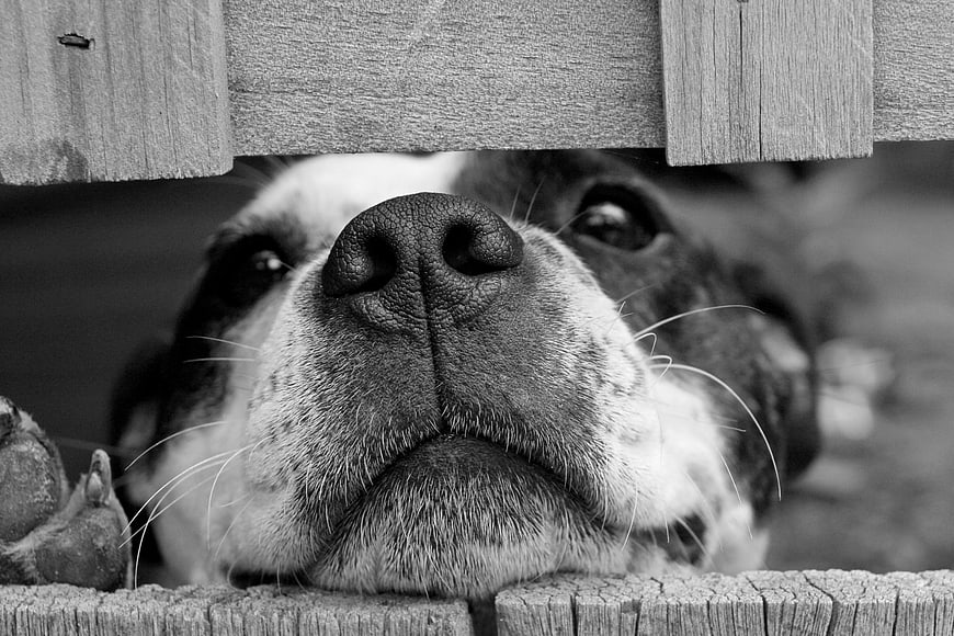 Close-up of Dog Nose Peeking Through Wooden Fence