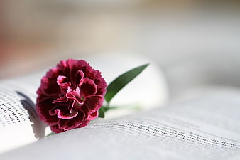 Red Carnation Flower on Open Bible Pages