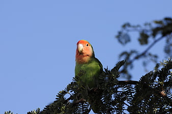 Green Parrot with Peach Face Perched on Tree Branch