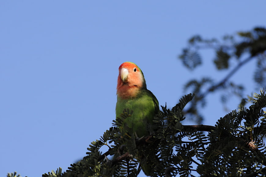 Green Parrot with Peach Face Perched on Tree Branch