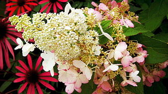 Close-up of White and Pink Hydrangea with Red Coneflowers