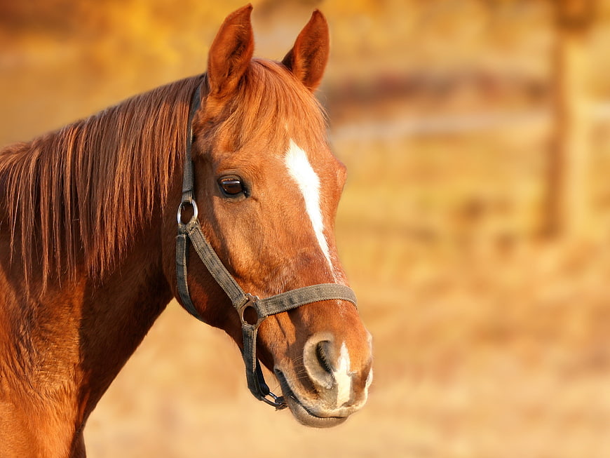Chestnut Horse Head Portrait with Bridle in Golden Light