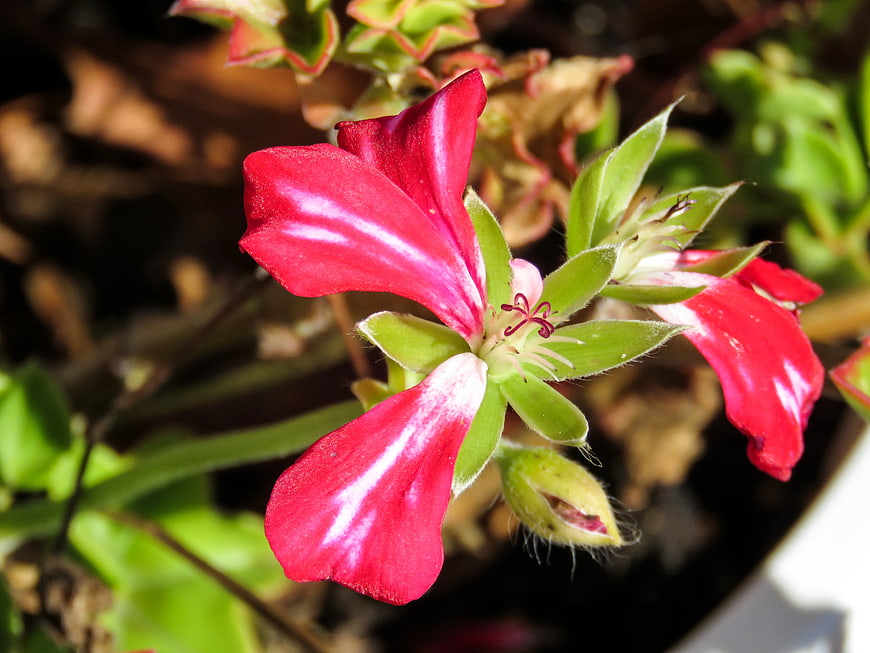 Close-up of vibrant red geranium flower with white stripes