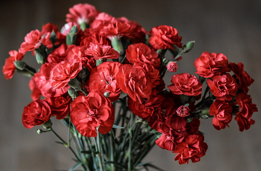 Vibrant Red Carnation Bouquet on Neutral Background