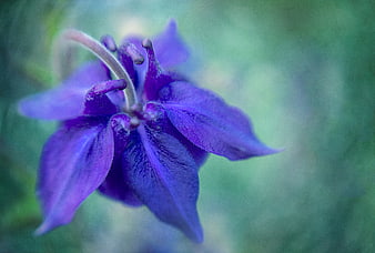 Close-up of purple columbine flower with soft green background