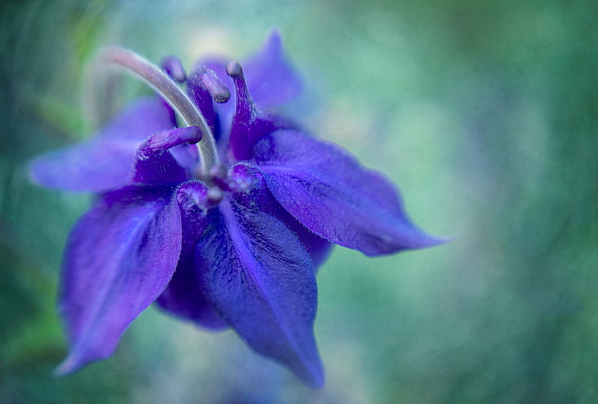 Close-up of purple columbine flower with soft green background