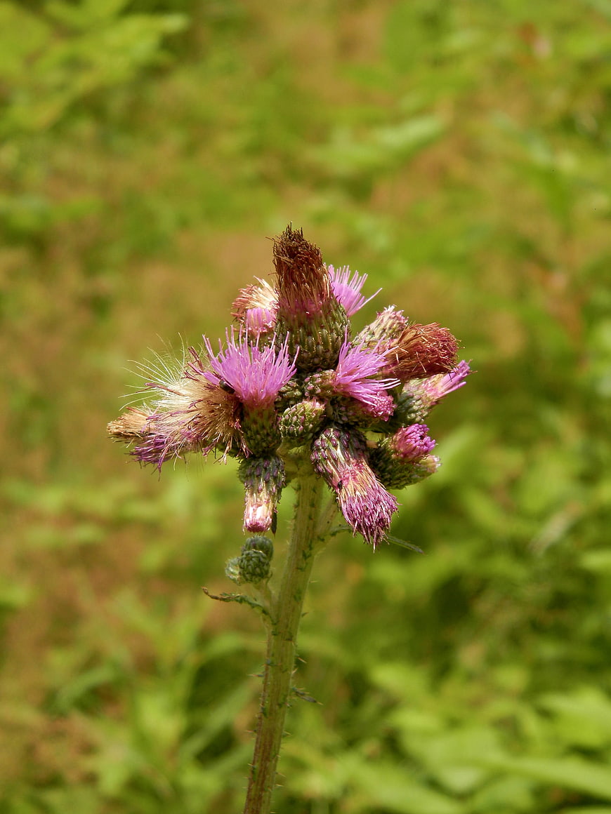 Close-up of purple thistle flower with green blurred background