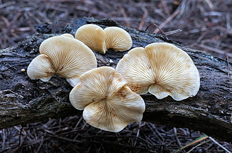 Close-up of Oyster Mushrooms Growing on a Forest Log