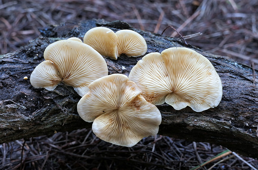 Close-up of Oyster Mushrooms Growing on a Forest Log
