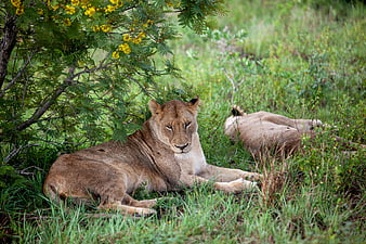 Lioness resting in grass under yellow flowering bush