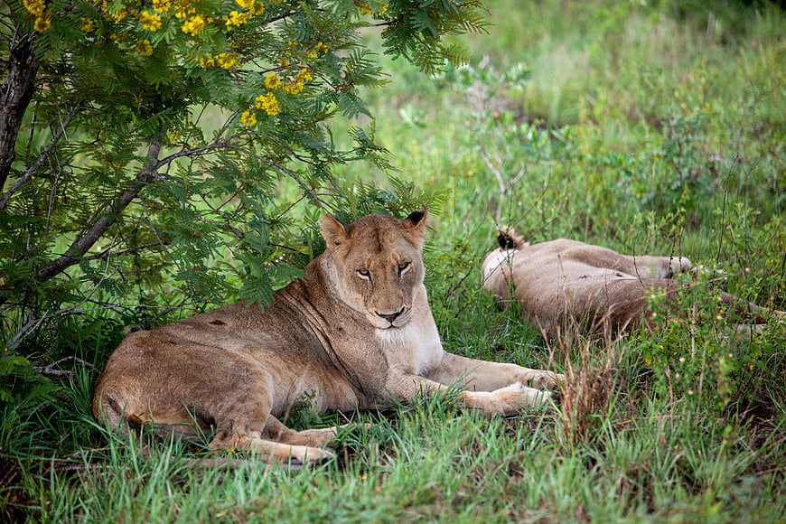 Lioness resting in grass under yellow flowering bush