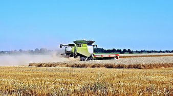 Green combine harvester harvesting wheat field